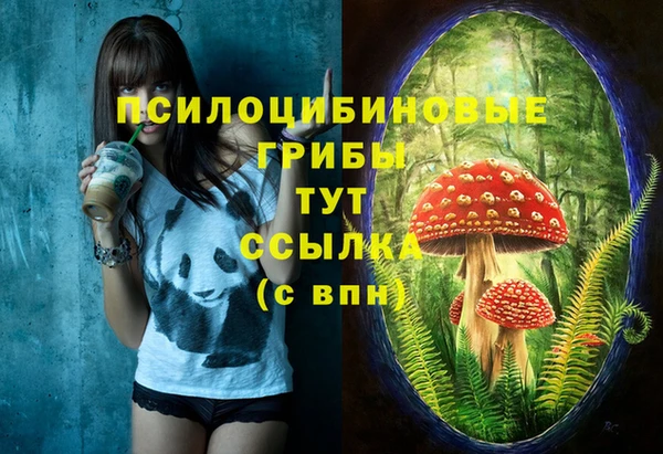 прущие грибы Корсаков